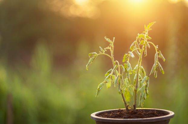 Comment ressusciter une plante presque morte