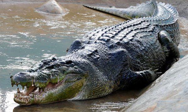 Les crocodiles : alimentation et reproduction