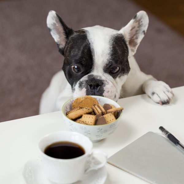 Choix de croquettes : lesquelles prendre pour votre chien ?