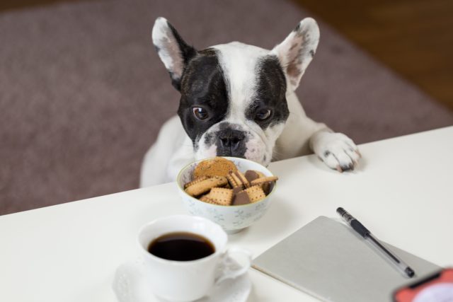 Choix de croquettes : lesquelles prendre pour votre chien ?