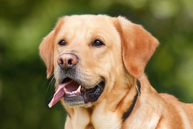 Quels sont les accessoires indispensables pour chiens ?
