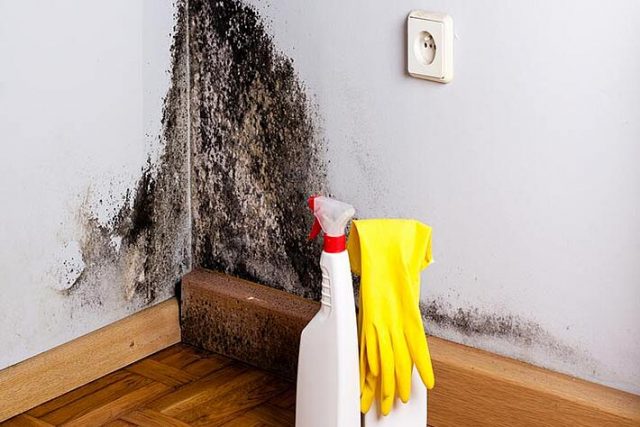 Astuces & conseils pour éviter la moisissure sur les murs