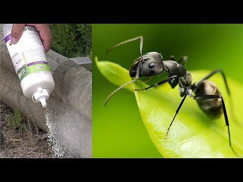 Comment se débarrasser naturellement des fourmis pour de bon