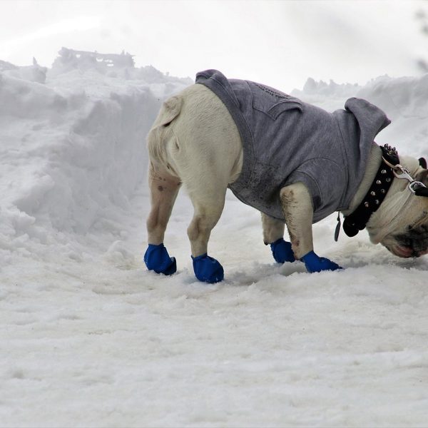 Que faut-il savoir sur les chaussures et chaussons pour chien ?