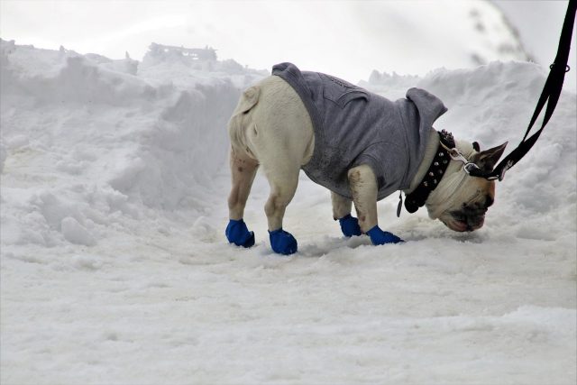 Que faut-il savoir sur les chaussures et chaussons pour chien ?